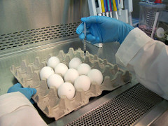 eggs in a lab